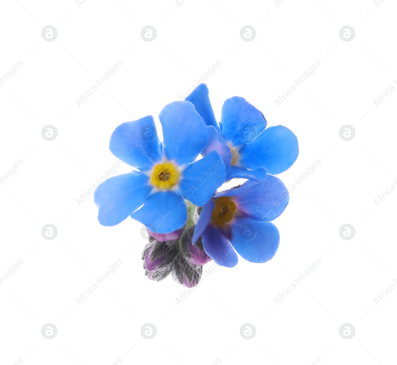 Photo of Beautiful blue Forget-me-not flowers isolated on white