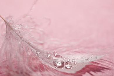 Closeup view of beautiful feather with dew drops on pink background
