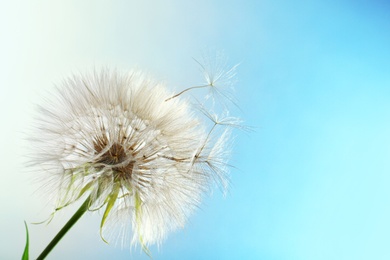 Photo of White dandelion seed head on color background