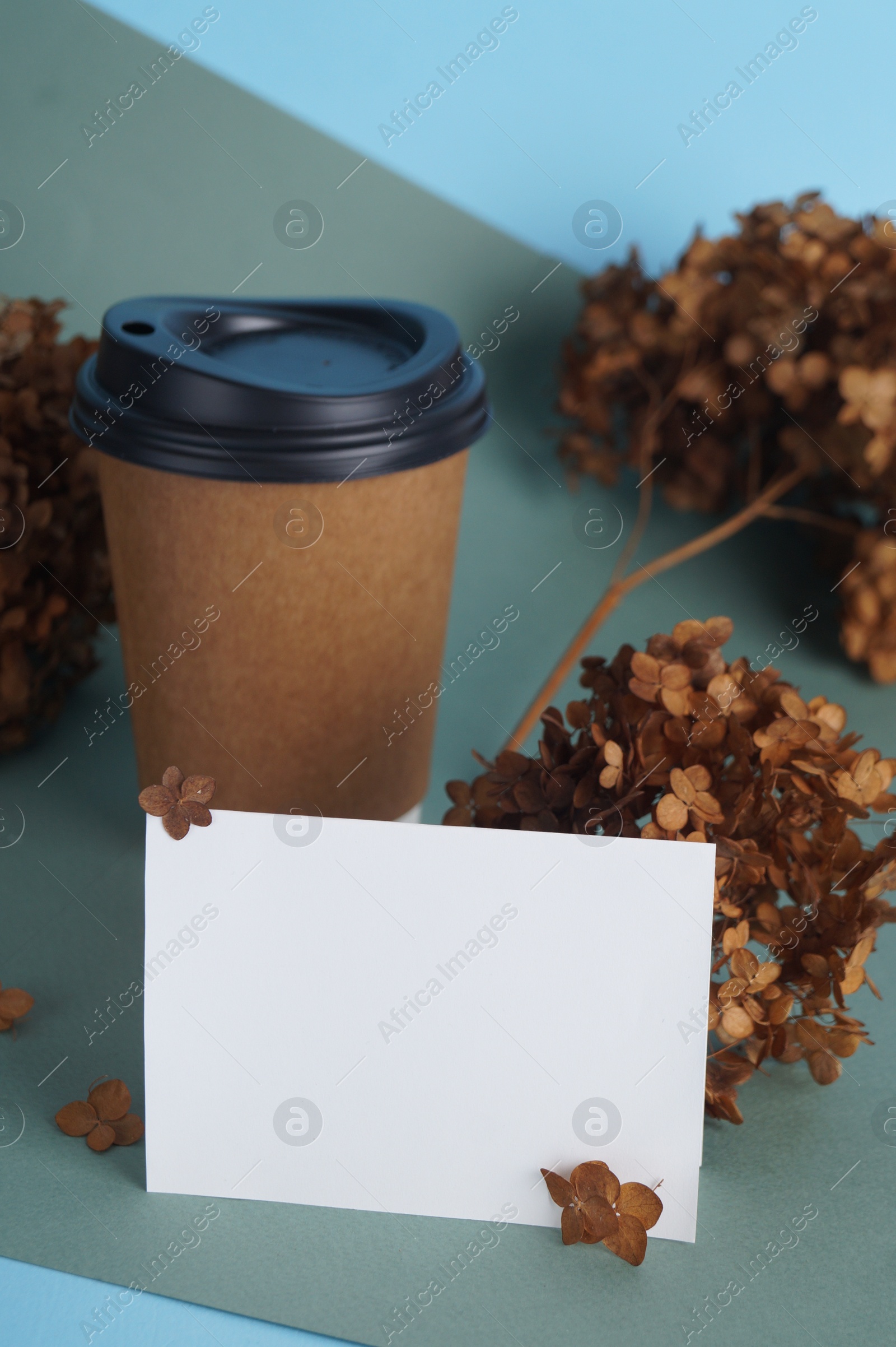 Photo of Dried hortensia flowers, blank card and paper cup on colorful background