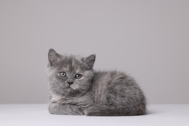 Photo of Cute little grey kitten lying on white background