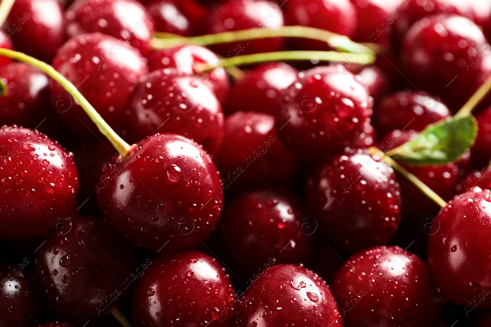 Photo of Delicious ripe sweet cherries with water drops as background, closeup view