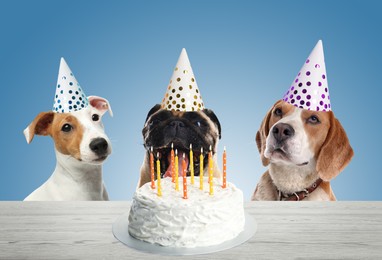 Image of Cute dogs with party hats and delicious birthday cake on light blue background