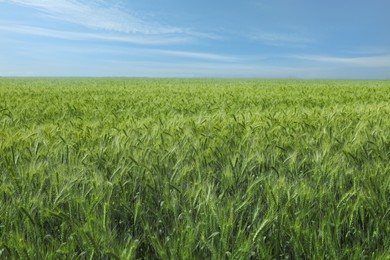 Beautiful agricultural field with ripening wheat crop