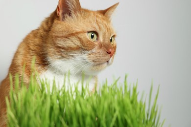 Photo of Cute ginger cat and green grass near light grey wall