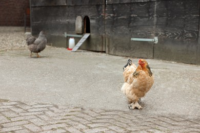 Beautiful colorful chickens in yard, space for text. Domestic animal