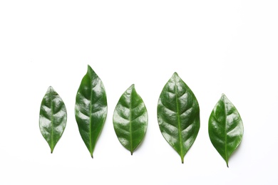 Photo of Fresh green coffee leaves on white background, top view