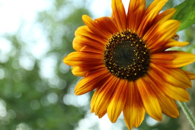 Photo of Beautiful sunflower blooming on summer day, closeup. Space for text