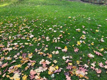 Photo of Many dry leaves on green grass in autumn park