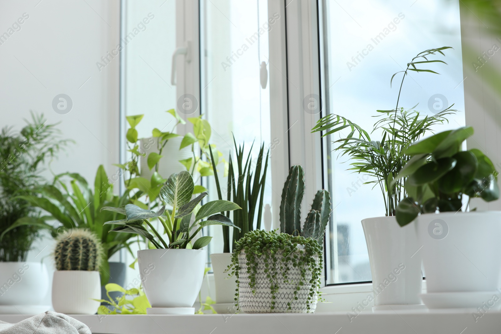 Photo of Many beautiful potted houseplants on windowsill indoors