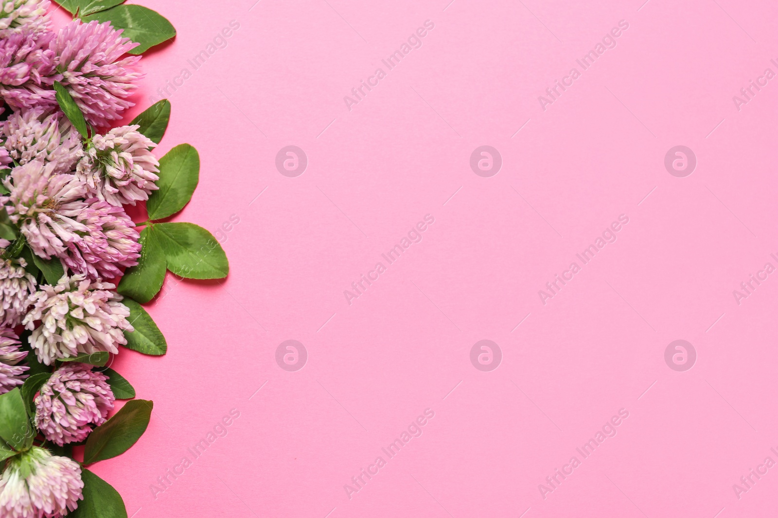 Photo of Beautiful clover flowers on pink background, flat lay. Space for text