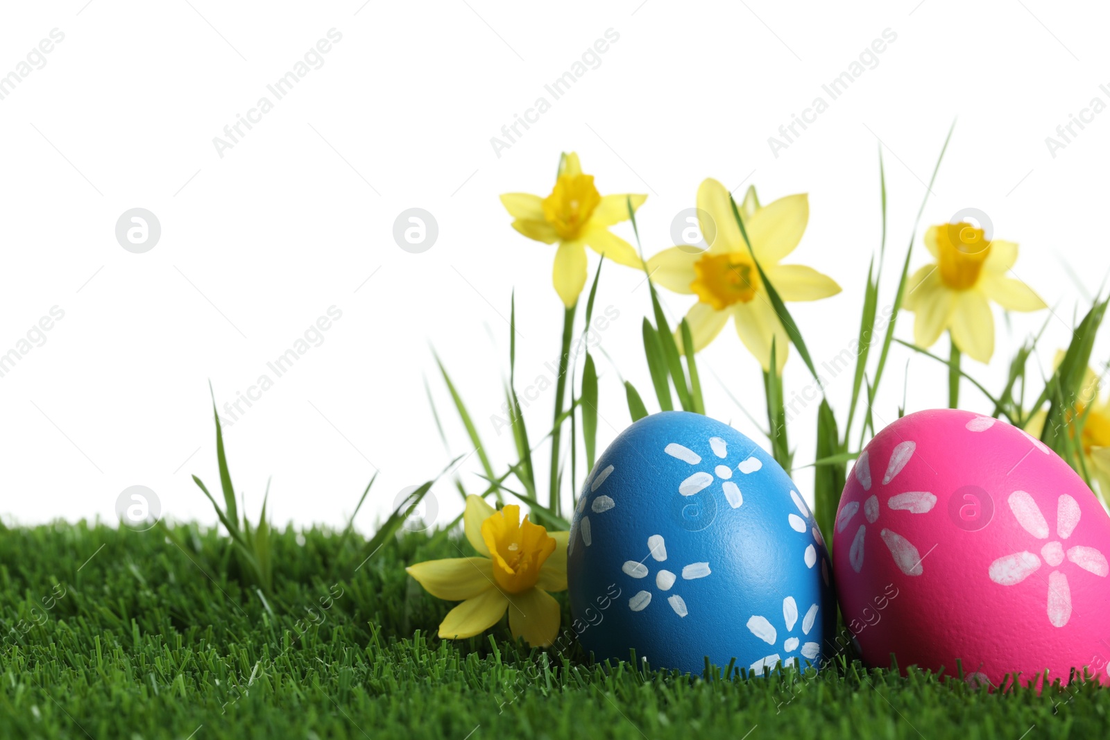 Photo of Colorful Easter eggs and daffodil flowers in green grass against white background