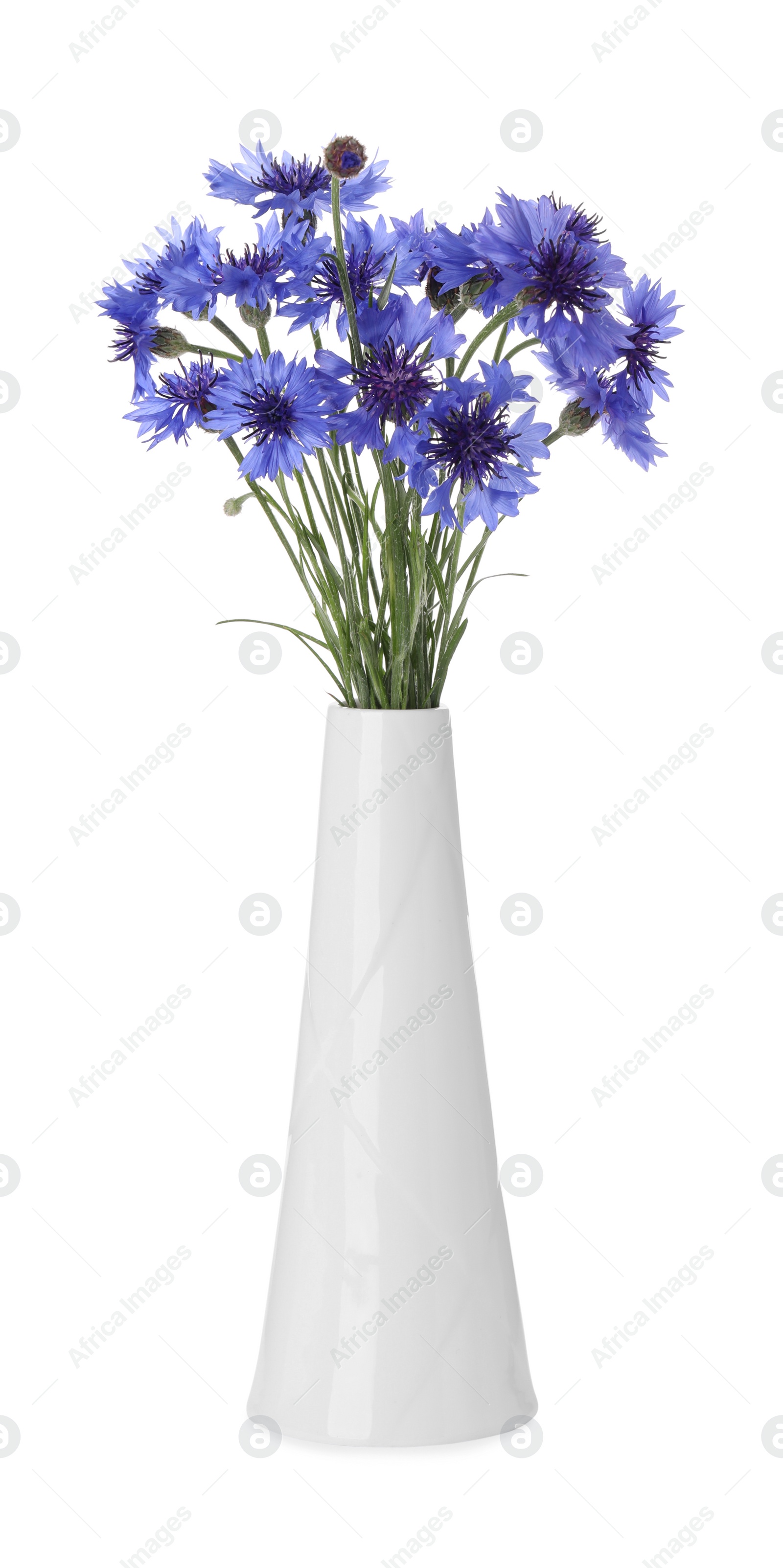 Photo of Beautiful bouquet of cornflowers in vase isolated on white