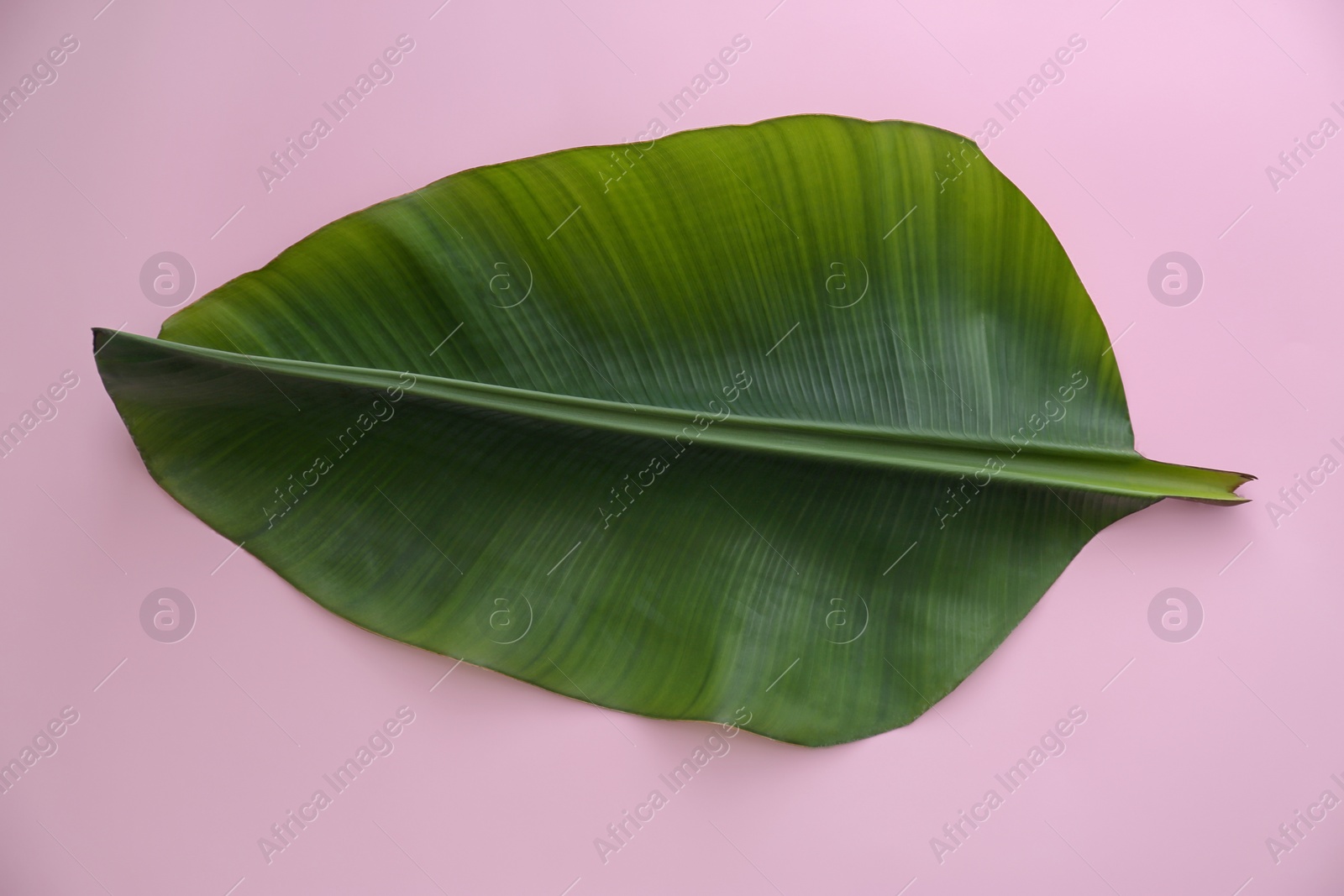 Photo of Fresh green banana leaf on color background, top view. Tropical foliage