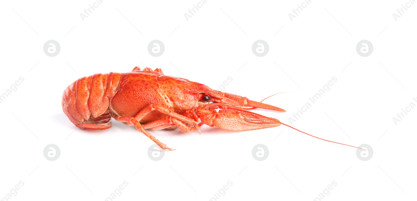 Photo of Delicious red boiled crayfish isolated on white