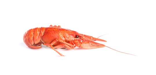 Photo of Delicious red boiled crayfish isolated on white