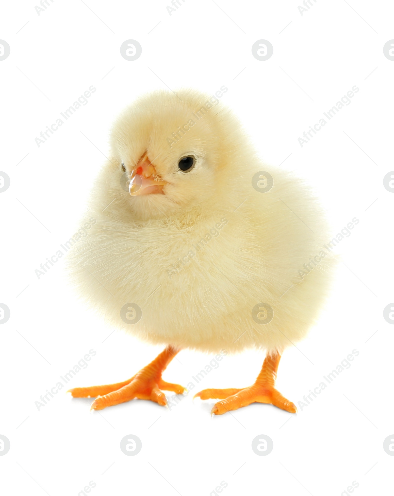 Photo of Cute fluffy baby chicken on white background