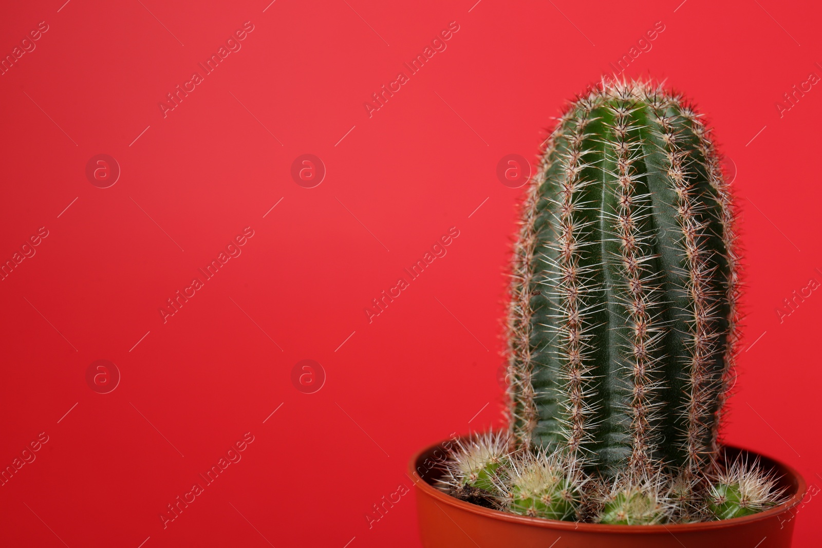 Photo of Beautiful green cactus in pot on red background, space for text. Tropical plant