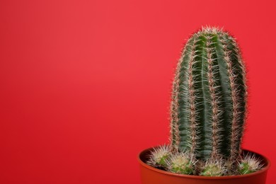 Beautiful green cactus in pot on red background, space for text. Tropical plant