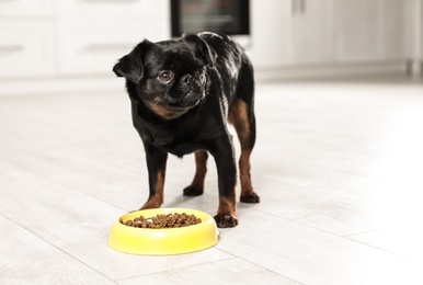 Photo of Adorable black Petit Brabancon dog with feeding bowl on wooden floor