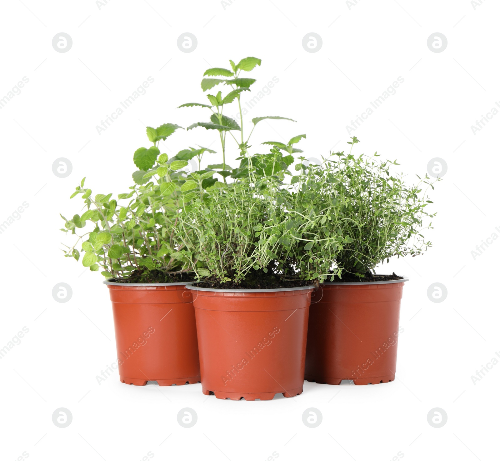 Photo of Different aromatic potted herbs on white background