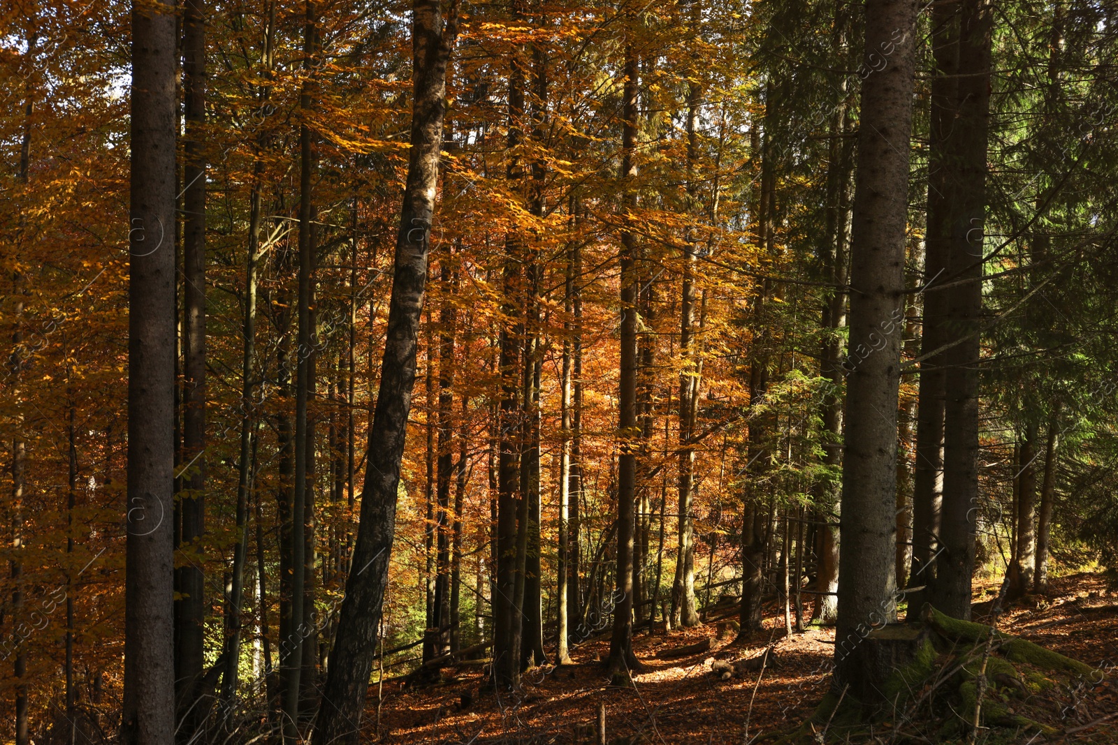 Photo of Beautiful trees with colorful leaves in autumn forest