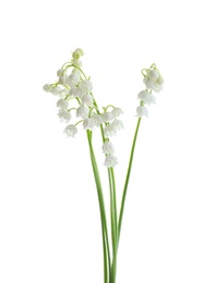 Photo of Beautiful fragrant lily of the valley flowers on white background