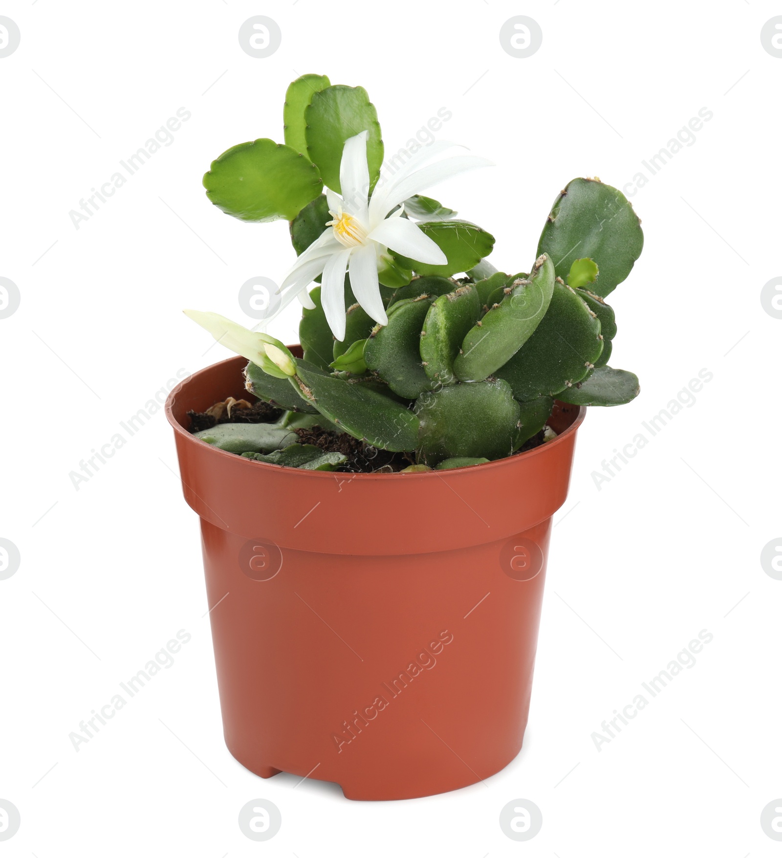 Photo of Beautiful blooming Schlumbergera (Christmas or Thanksgiving cactus) isolated on white