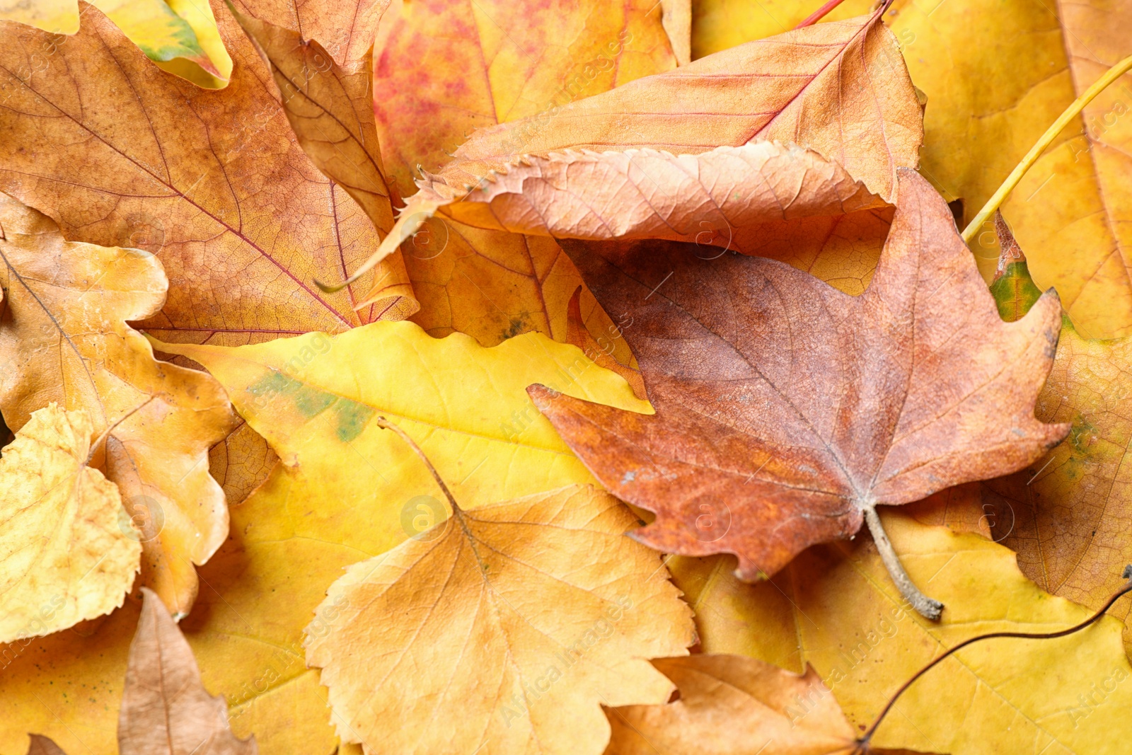 Photo of Pile of autumn leaves as background, top view