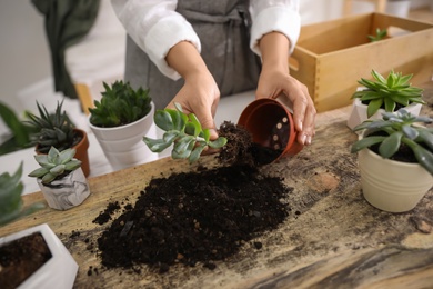 Photo of Woman planting succulents at wooden table indoors, closeup