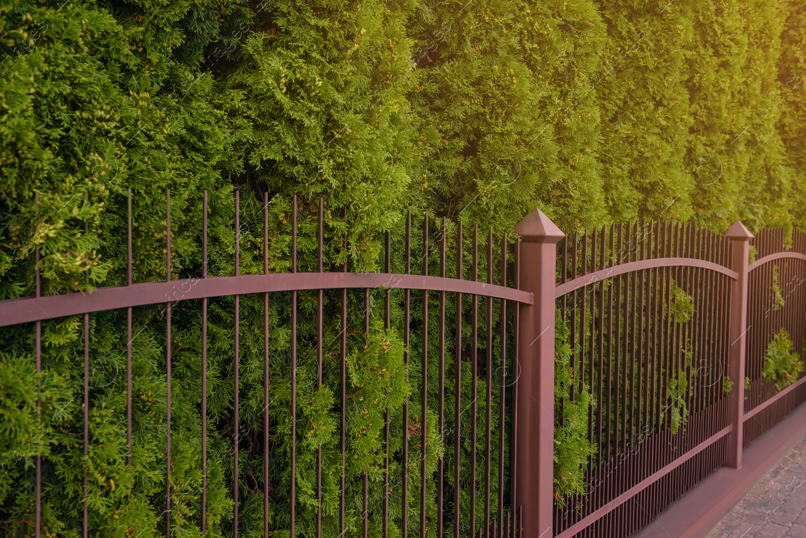 Photo of Green trees behind beautiful iron fence outdoors