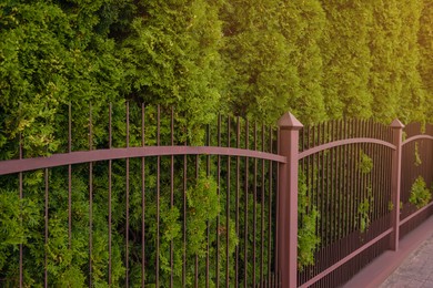 Photo of Green trees behind beautiful iron fence outdoors