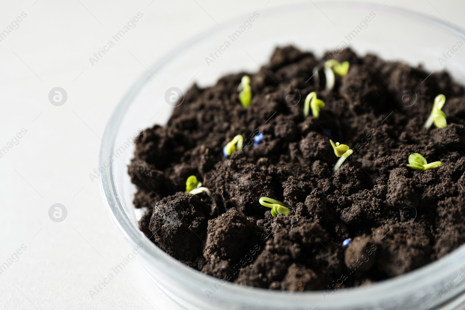 Photo of Petri dish with soil and sprouted seeds on light table, closeup. Laboratory research