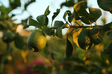 Photo of Citrus tree with unripe fruits outdoors, closeup