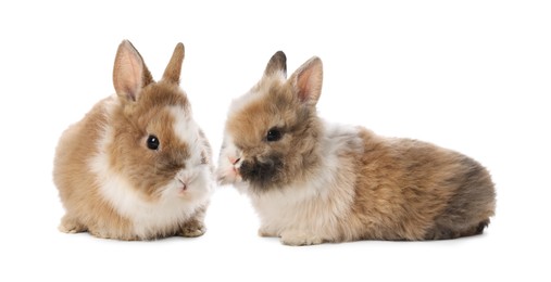 Cute fluffy pet rabbits isolated on white