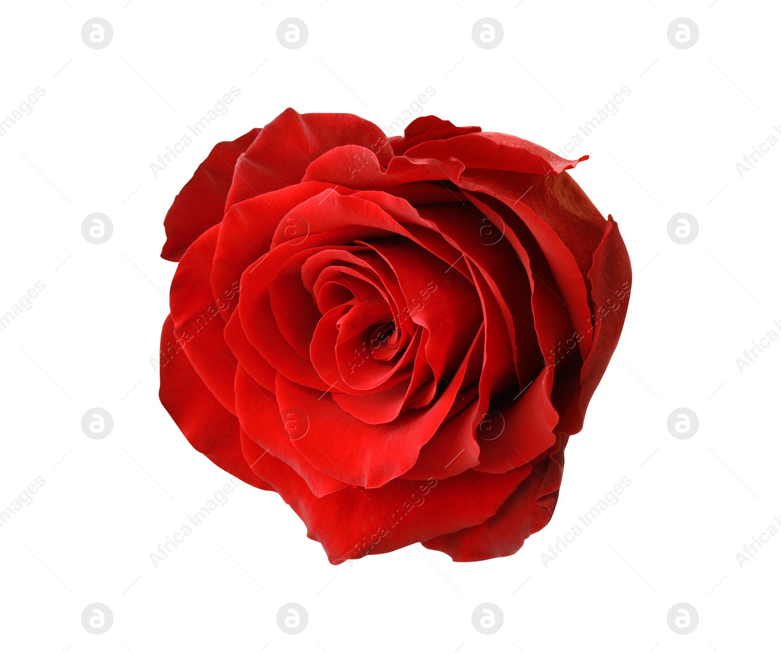 Photo of Beautiful fresh red rose isolated on white