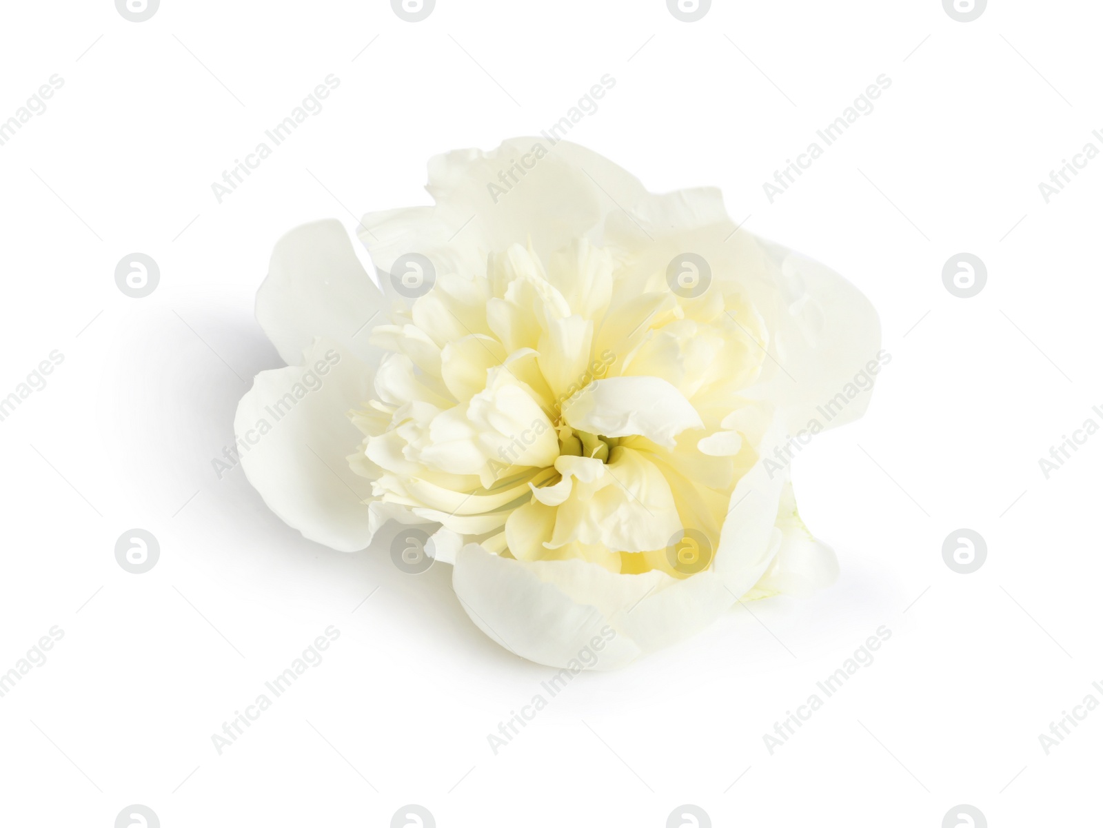 Photo of Beautiful fresh peony flower on white background