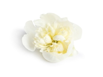 Photo of Beautiful fresh peony flower on white background