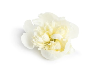 Beautiful fresh peony flower on white background