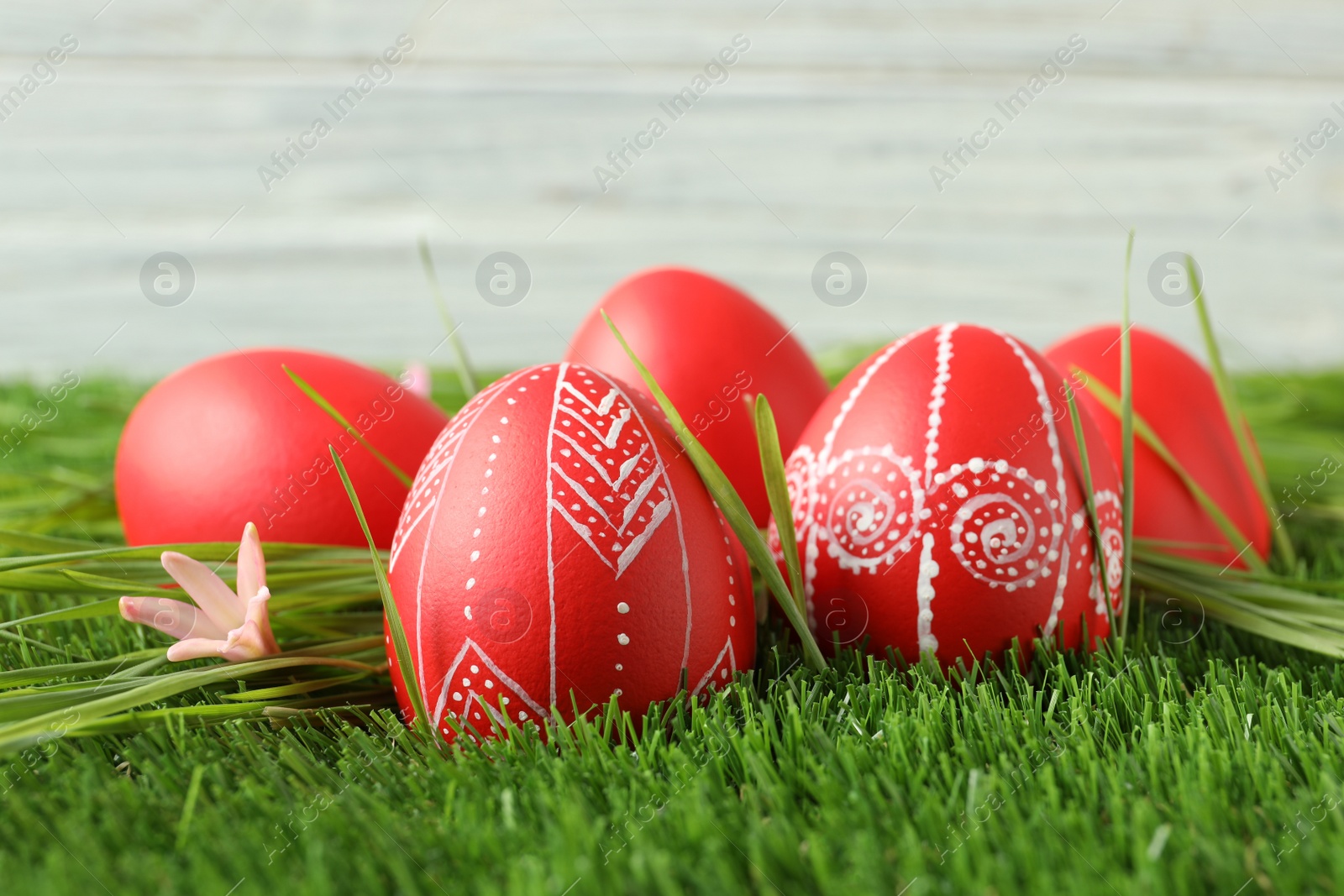 Photo of Red painted Easter eggs on green grass against light background