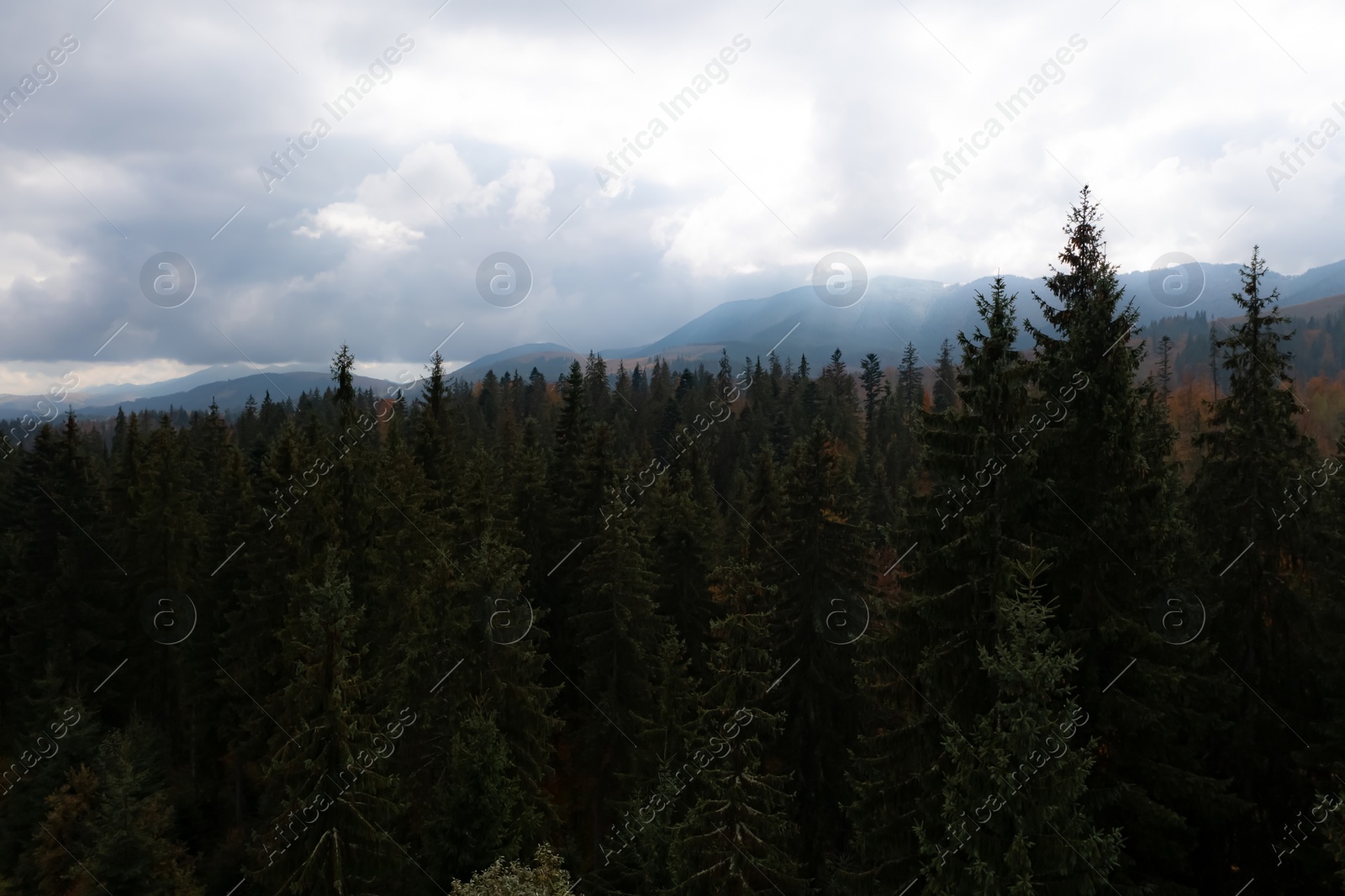 Image of Aerial view of beautiful green forest in mountains on autumn day