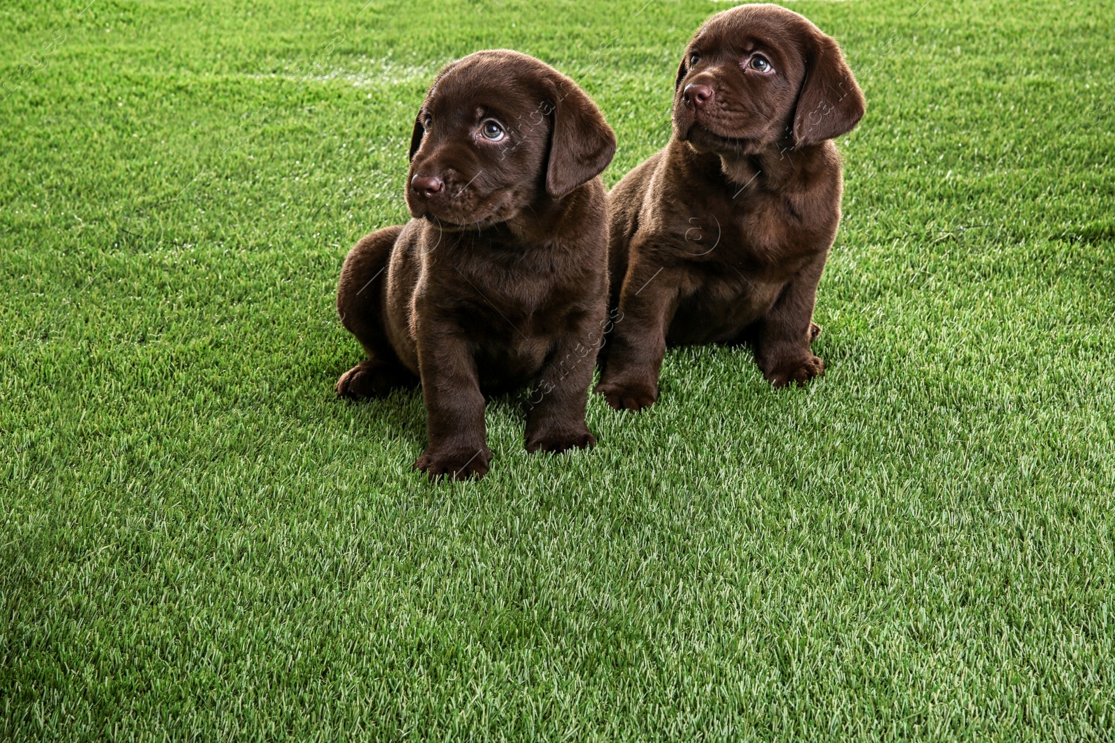 Photo of Chocolate Labrador Retriever puppies on green grass