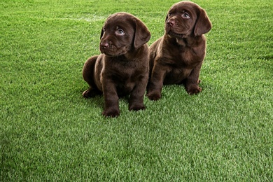 Photo of Chocolate Labrador Retriever puppies on green grass