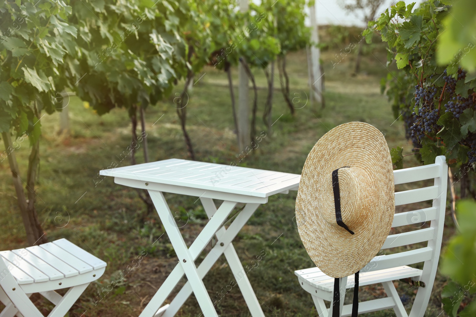 Photo of White table and chairs in vineyard with ripe grapes