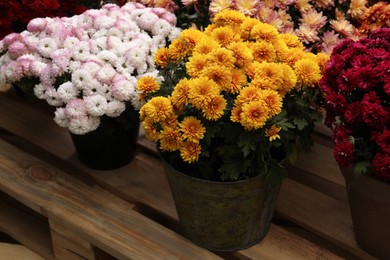 Photo of Beautiful different color Chrysanthemum flowers in pots on wooden pallet