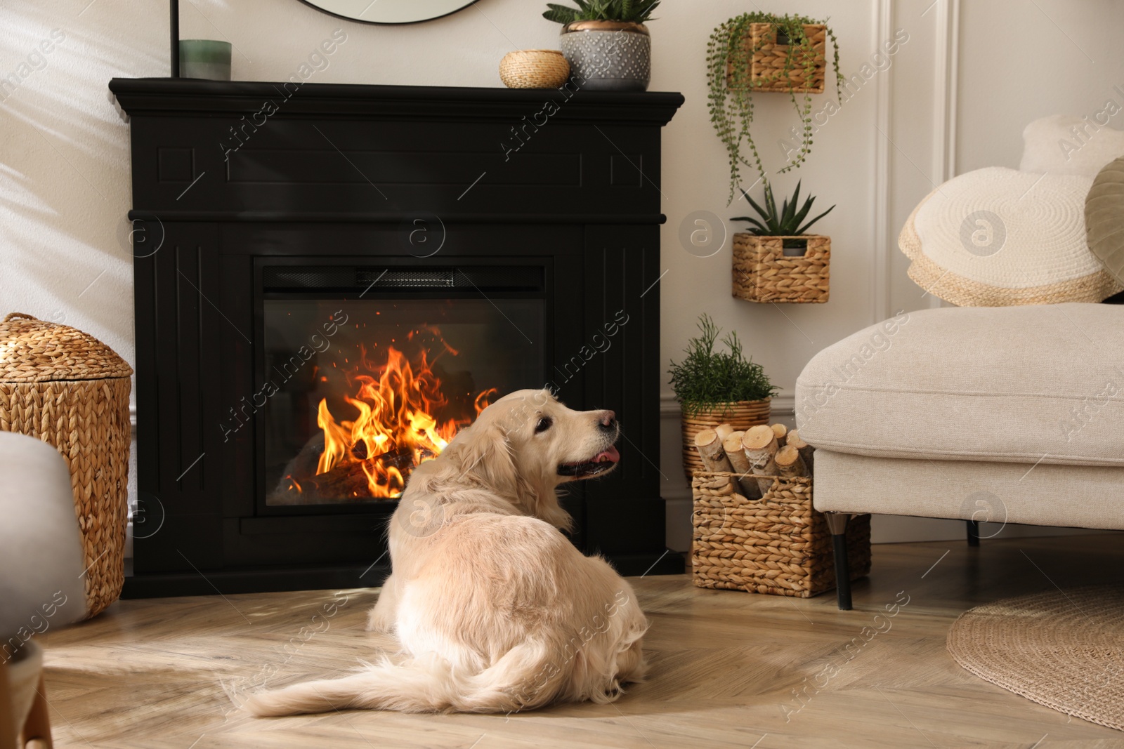 Photo of Adorable Golden Retriever dog on floor near electric fireplace indoors