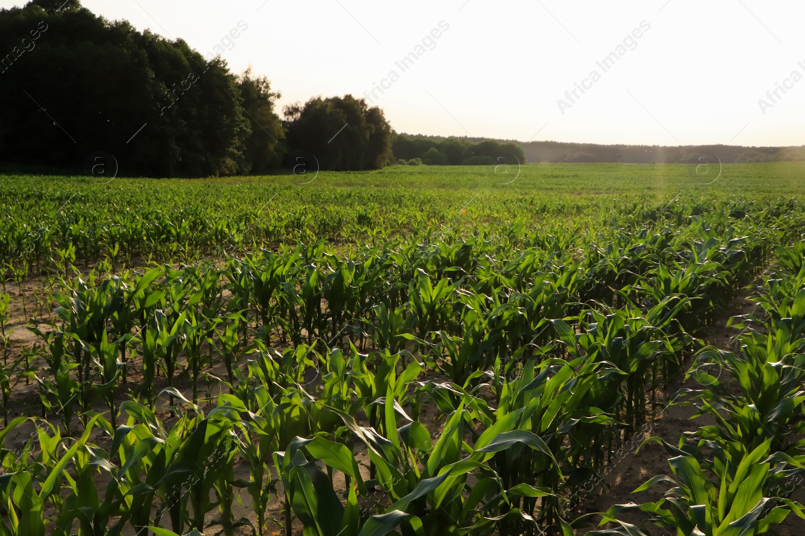 Photo of Beautiful agricultural field with green corn plants on sunny day