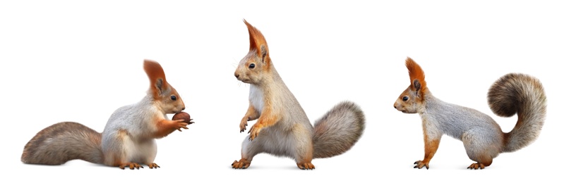 Image of Set with cute squirrels on white background, banner design 
