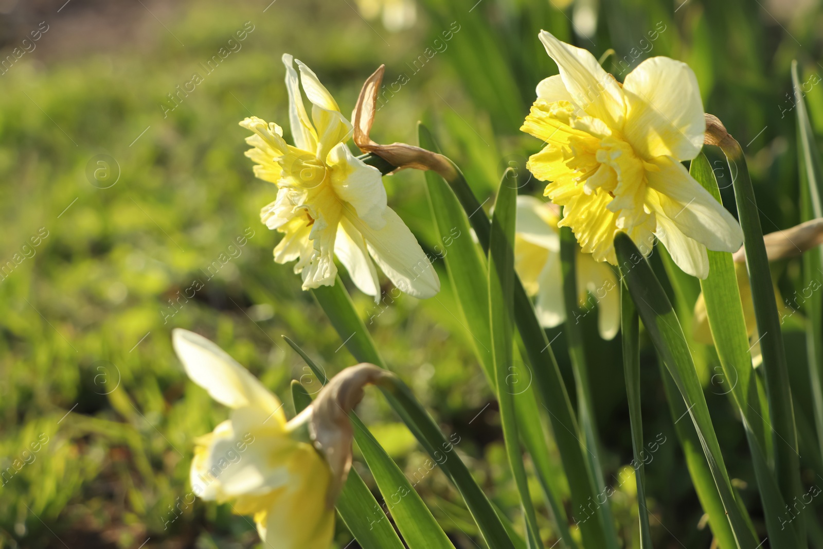 Photo of Beautiful daffodils growing in garden on sunny day