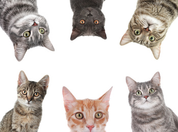 Set with different cute cats on white background. Adorable pets